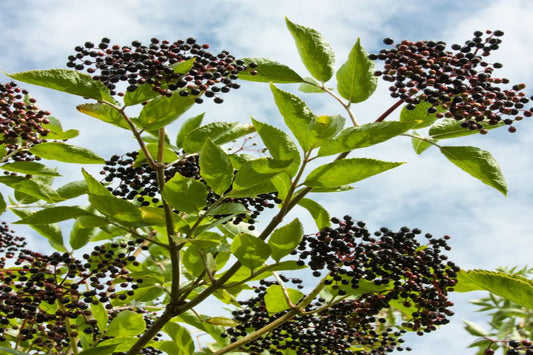 TreeYo Elderberry - York
